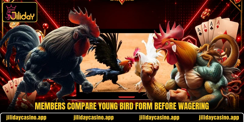 Members compare young bird form before wagering Members compare young bird form before wagering