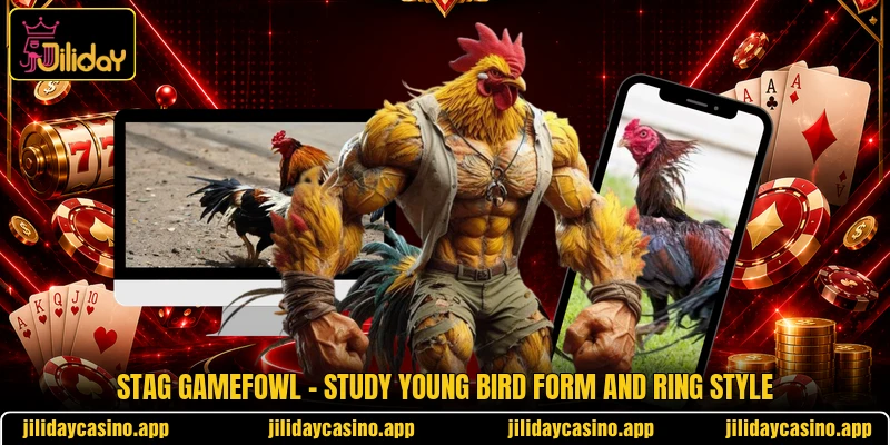 Stag Gamefowl - Study Young Bird Form And Ring Style